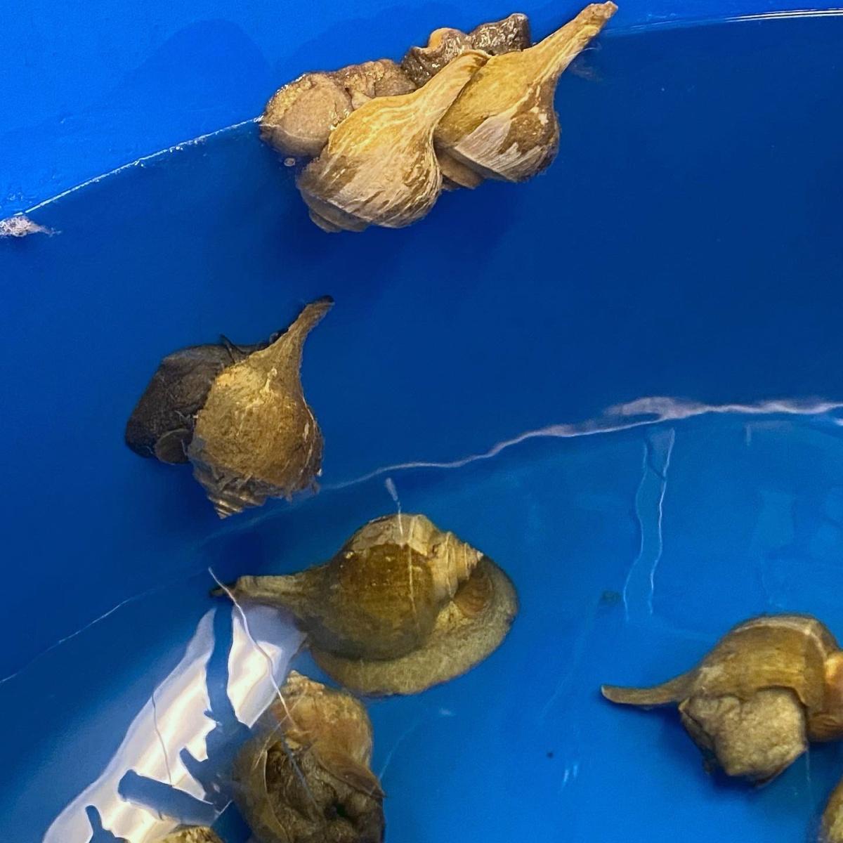 在新罕布什尔纽卡斯尔的主要研究海岸海洋实验室，合法大小的海螺爬上了水箱的侧面.