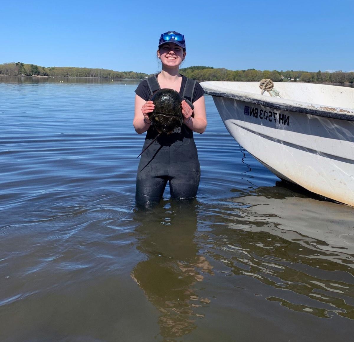 研究人员玛丽·凯特·芒利(Mary Kate Munley)拿着一只在新罕布什尔州大海湾河口发现的马蹄蟹.